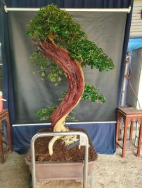 Cây trắc nghệ