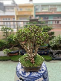 Tác phẩm: Mộc Lâm Sam.
