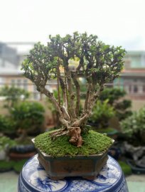 Tác phẩm: Mộc Lâm Sam.
