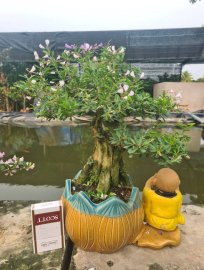 Linh sam trắng vào tiểu cảnh rất đẹp