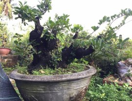 Cây cẩm thị đã cắt giật nhiều năm...