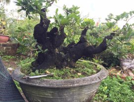 Cây cẩm thị đã cắt giật nhiều năm...