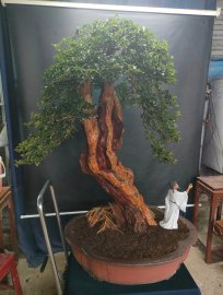 Cây trắc nghệ dáng văn nhân hội khủng vườn nhà
