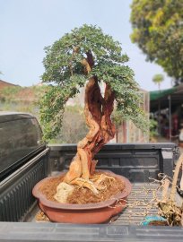 Cây trắc nghệ dáng văn nhân hội khủng vườn nhà