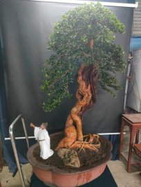 Cây trắc nghệ dáng văn nhân hội khủng vườn nhà