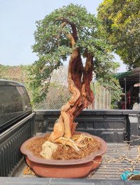 Cây trắc nghệ dáng văn nhân hội khủng vườn nhà