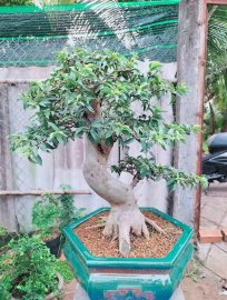 Ổi tàu