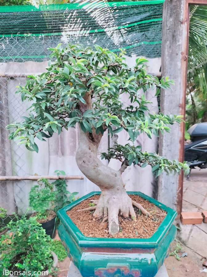 Ổi tàu