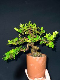 Cây hải châu sông cầu mini cầm tay