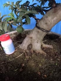 Cây Ổi đang trái giao lưu ace