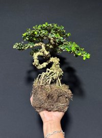 Cây sam núi trực siêu lắc tay cành già khú