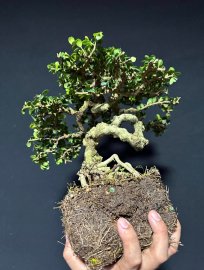 Cây sam núi trực siêu lắc tay cành già khú