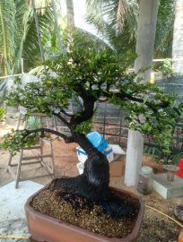 Cây cẩm thị tàn đẹp