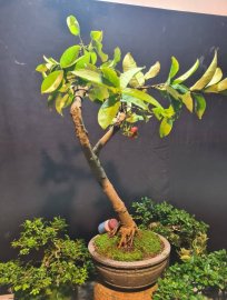 Mận hoàng yến cao 80