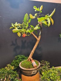 Mận hoàng yến cao 80