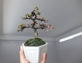 Cây Sam Núi và những chùm trái màu sắc...