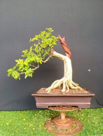 Nguyệt quế gl ace ạ
