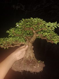 Mai chiếu thủy