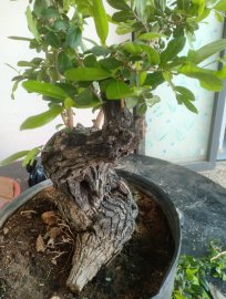 Cây cẩm thị cực già...