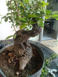 Cây cẩm thị cực già...