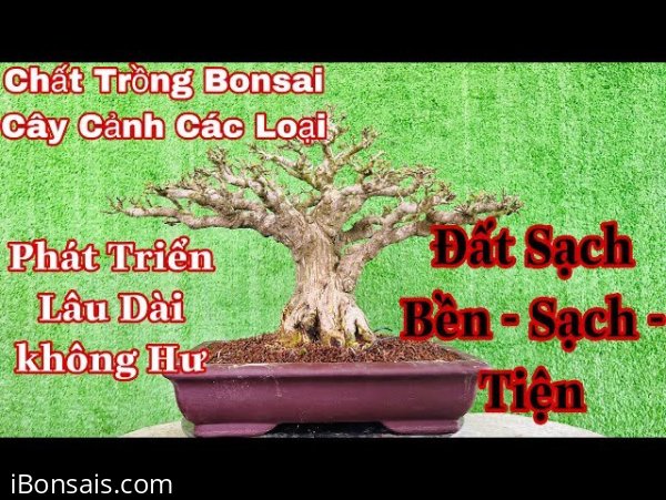 Chất trồng cho cây bonsai