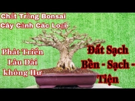 Chất trồng cho cây bonsai