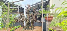 Chỉ có thể là khế mà thôi