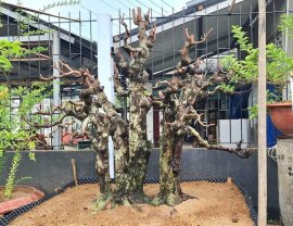 Chỉ có thể là khế mà thôi