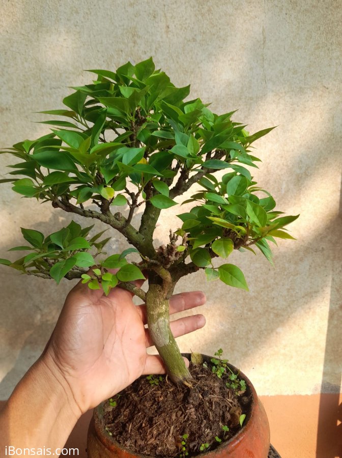 Cây giấy mỹ giá chỉ 350k