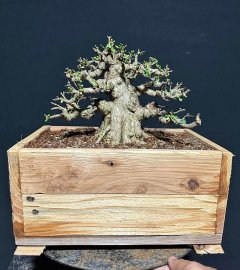 Mai chiếu thủy lá trung 17cm