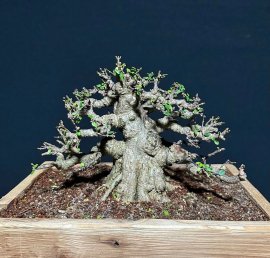 Mai chiếu thủy lá trung 17cm