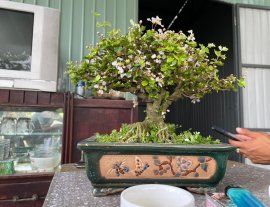 Cây ô rô đang đầy hoa