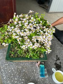 Cây ô rô đang đầy hoa