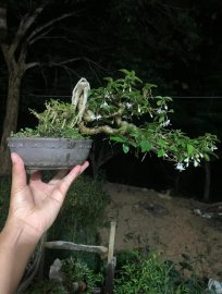 Mai chiếu thủy