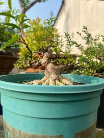 MCT LÁ LỚN - 8cm!!!