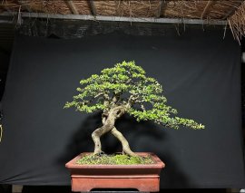 Hoàn thành tác phẩm hải châu sông cầu