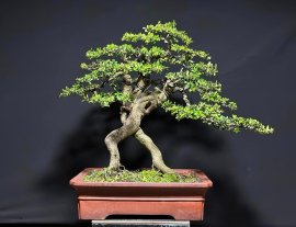 Hoàn thành tác phẩm hải châu sông cầu