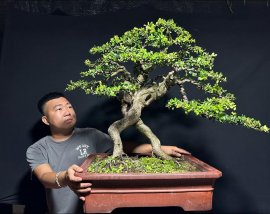 Hoàn thành tác phẩm hải châu sông cầu