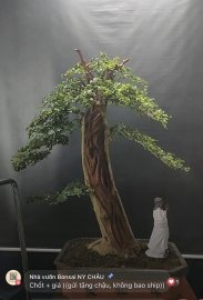 Trắc nghệ dáng văn nhân