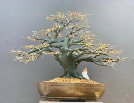 Cây cẩm thị 