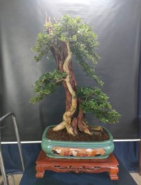 Cây trắc nghệ lớn lũa xoắn đẹp