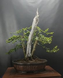Cây sam ngọc lũa zin