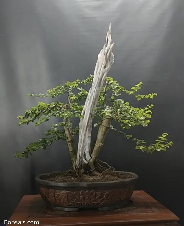 Cây sam ngọc lũa zin
