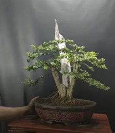 Cây sam ngọc lũa zin