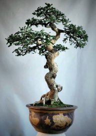 Cây me chua bonsai