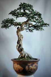Cây me chua bonsai