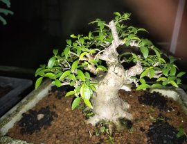 Mai chiếu thủy