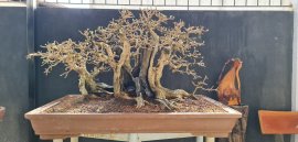 Cây Kim Tiền Bonsai