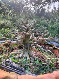 Linh sam siêu bông zin cốt cành già 2tr