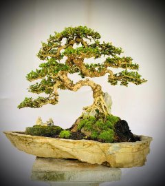 Sam núi ngồi chậu đá